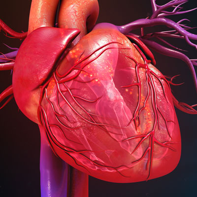 Heart