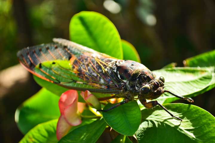 Cicadas