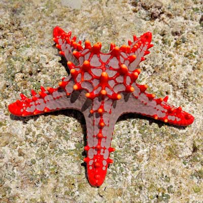 Starfish